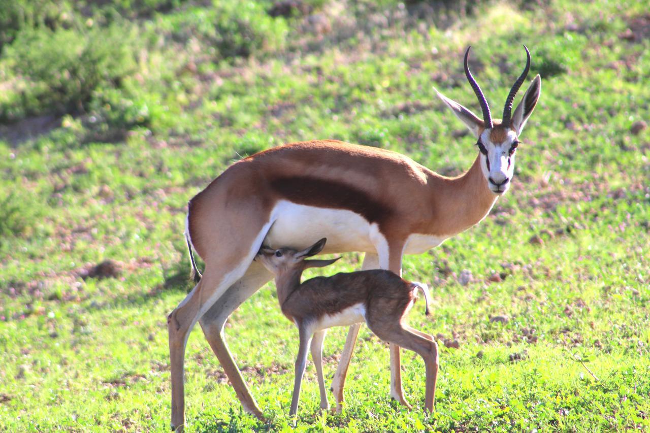 Kgalagadi Lodge Askham Eksteriør bilde