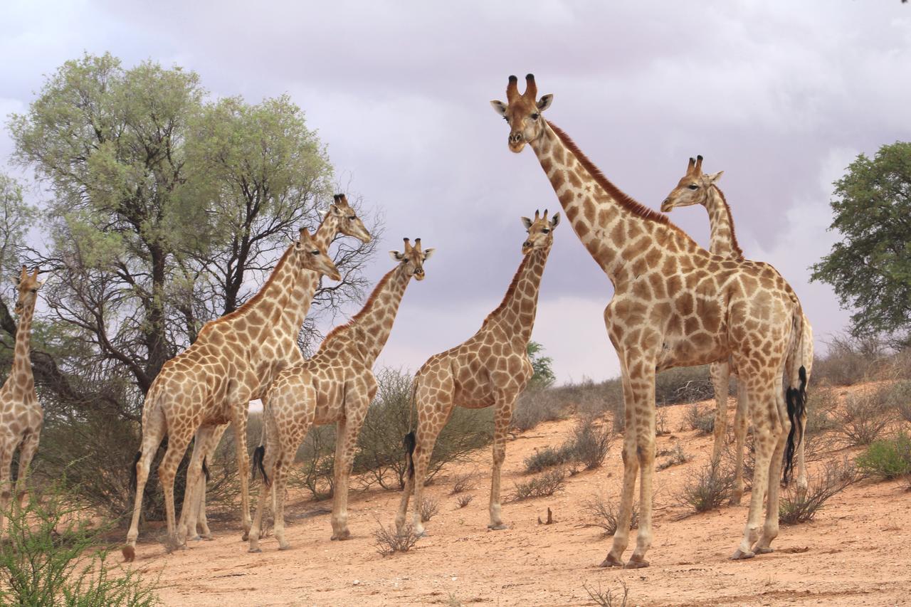 Kgalagadi Lodge Askham Eksteriør bilde